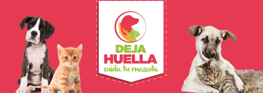 Reglamento para la protección de animales domésticos del municipio de Guanajuato